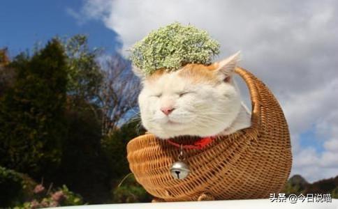 白色的猫有哪些品种，白色长毛猫是什么品种（盘点十大网红猫品种）