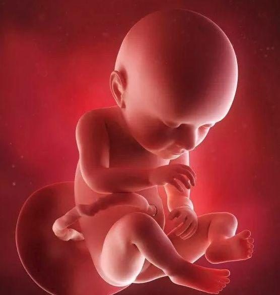 孕31周胎儿图片真实图片