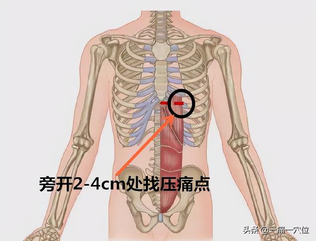 人体胃的位置图，人的胃在身体的左边还是右边，你分的清楚吗（胃病烧心、胃胀、呕吐、反酸大总结）