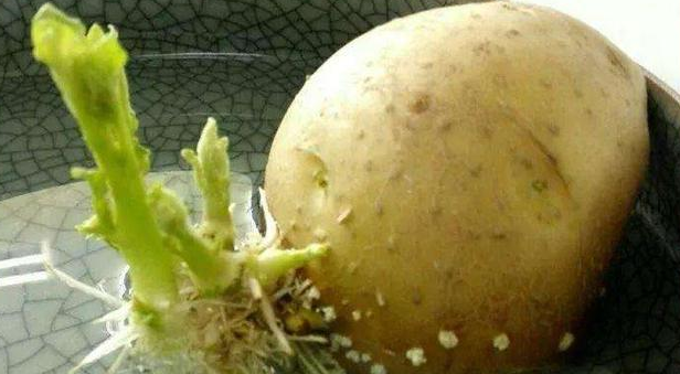 水培土豆种植方法步骤，土豆水培如何种植（水培4步操作到位）