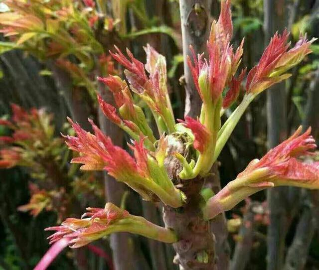 香椿种植，两种方法较常用（香椿种植海拔）