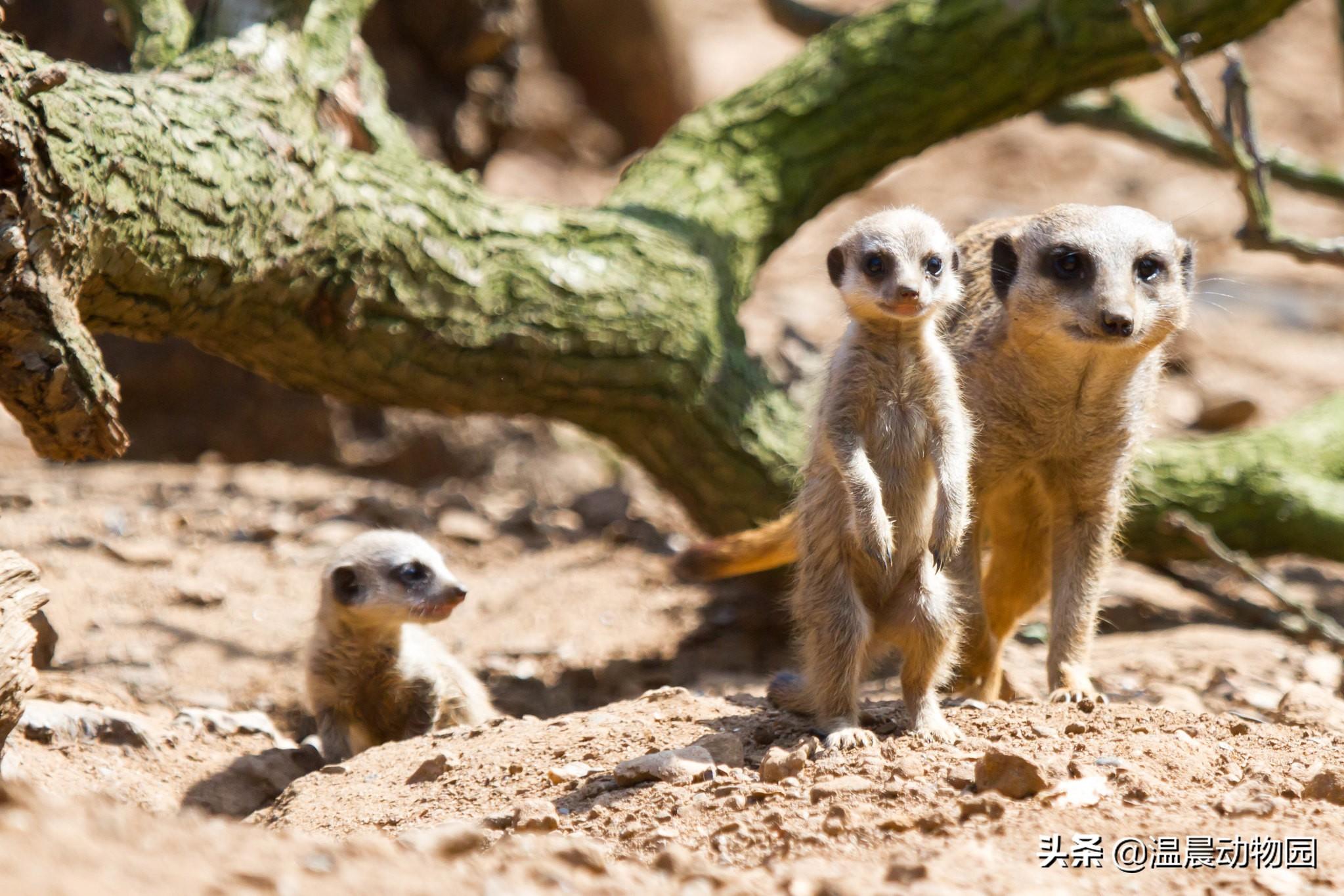 丁满是什么动物，丁满和彭彭是什么动物（细尾獴已然成为深受欢迎的新晋萌神）