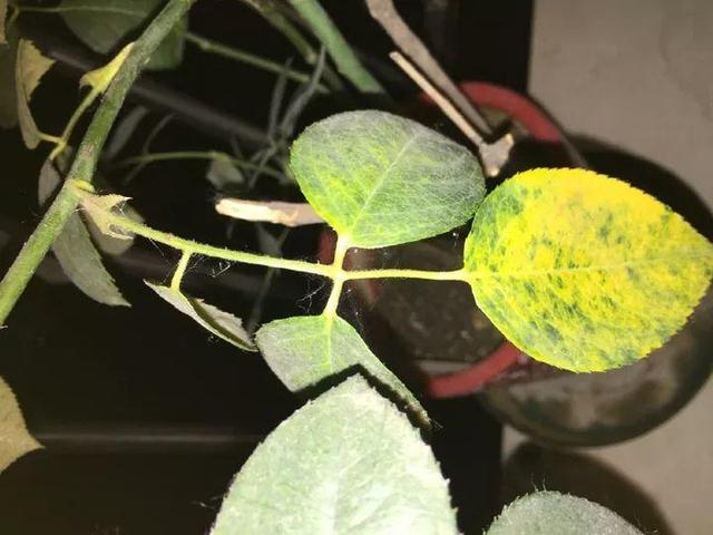 家里有鼻涕虫怎么消灭，鼻涕虫怎么彻底消灭（自制天然杀虫水）