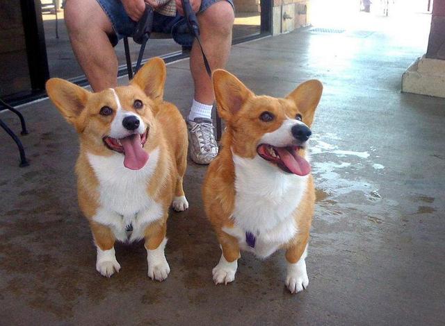 训练柯基全套方法，柯基的训练方法（很简单，记住这5点就行）