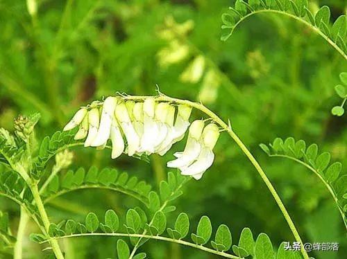 野生黃芪圖片,黃芪圖片野生黃芪什麼樣子(農村人看到熟視無睹的黃芪)