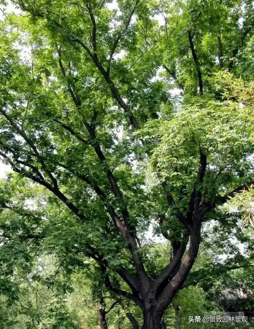 2,30种·常用落叶乔木,超详细!景观必备