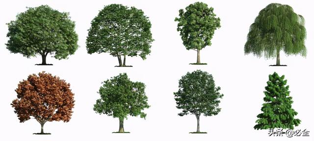 蓬径和冠幅有什么区别，冠径和冠幅是什么意思（这份图文并茂的强烈建议收藏）