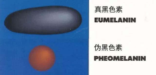 虎斑暹罗猫，银渐层、重点色、虎斑傻傻分不清（海豹虎斑暹罗猫）