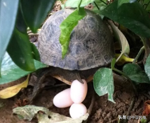 乌龟一般吃什么，家养的小乌龟一般吃什么（最全面的新手养龟攻略）