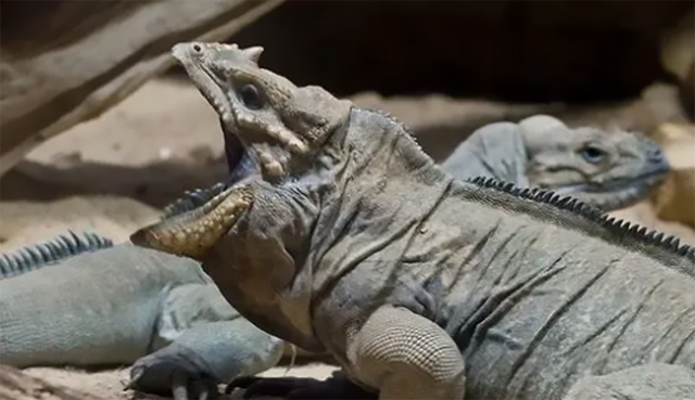 【犀牛鬣蜥】犀牛鬣蜥及其他品种鬣蜥介绍，犀角美洲鬣蜥（富阳水果店店主偷养10只濒危爬宠）