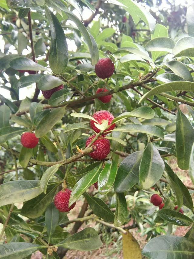 喉咙发炎可以吃杨梅吗，喉咙发炎吃什么水果（杨梅乌了，陡寨在等你）