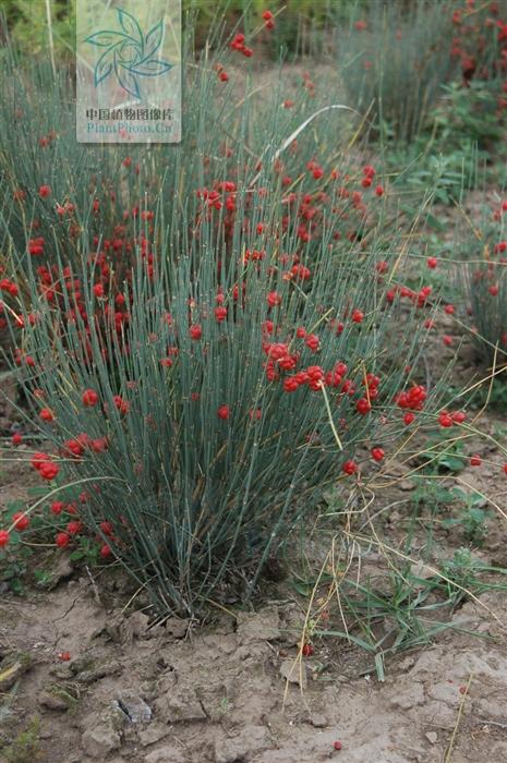 本草图经作者是谁，《本草图经》的作者（芎藭 蘼蕪 藁本）