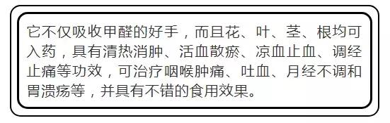 吸甲醛植物排名，室内植物盆景十大排名（为了家人健康转起来）