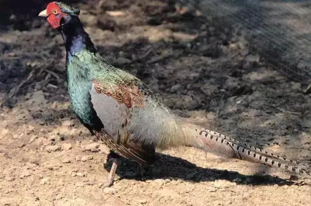 中国的国鸟是什么鸟,中国的国鸟是什么动物(绝大多数的人都不知道) 中国的国鸟是什么鸟,中国的国鸟是什么动物(绝大多数的人都不知道)