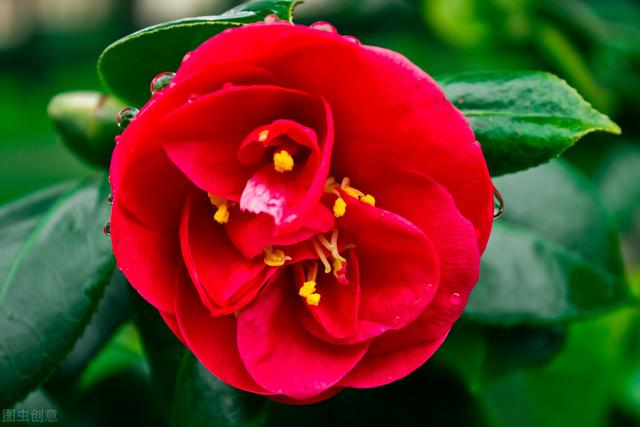 红色山茶花花语，常见100种花卉（山茶花是别在两个城市的徽章）