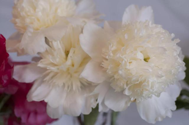 芍药有多少个品种，芍药品种介绍及图片（天暖后“国色天香满园春”）