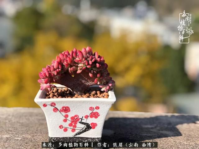 很丧很失望——低眉.，皱着眉头哭丧（陪你度过寒冷的圣诞平安夜图片）