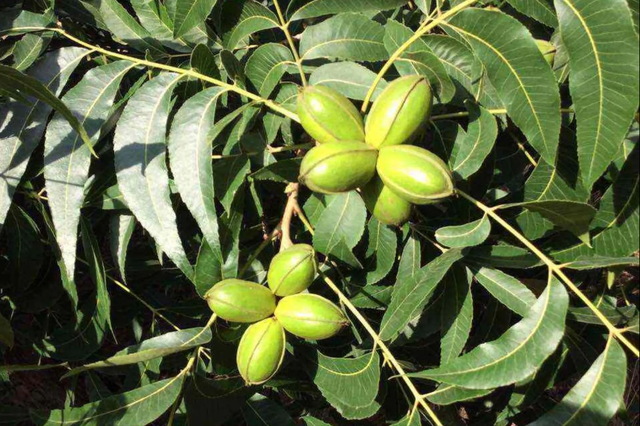 碧根果是山核桃吗，碧根果和山核桃的口感区别（碧根果大战鲍鱼果）