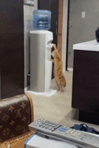 小猫咪 可爱图，小猫图片大全可爱图片大全图片（21张“搞笑”的猫咪图片）