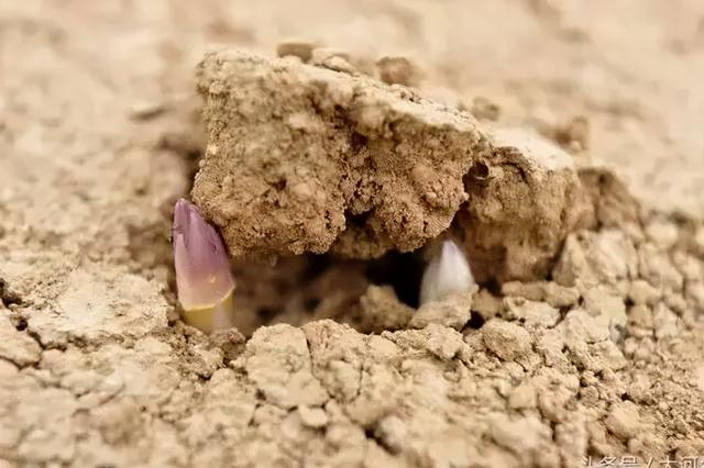 芦笋需要去皮吗，芦笋是否需要去皮（才发现很多人没吃过芦笋）