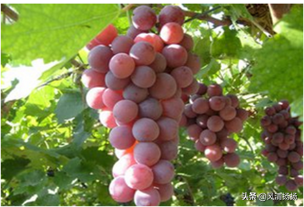 大绒球怎么种植，绒球花怎么种（葡萄全程种植管理、施肥方案）