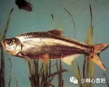 白牛胆的功效与作用，白牛胆的功效与作用禁忌（中药图片大全与功效）