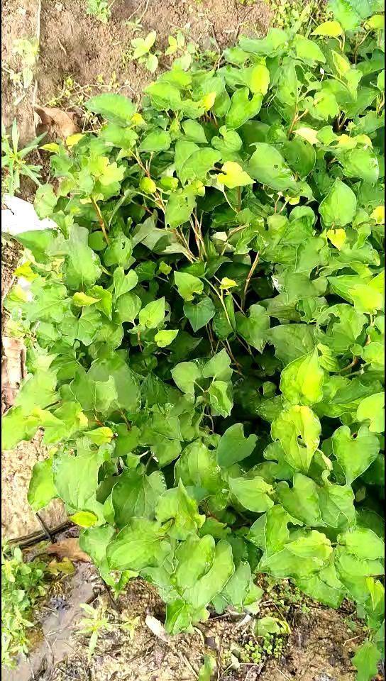 鱼腥草图片，却是有名的草药（鱼腥草图片植物图片）