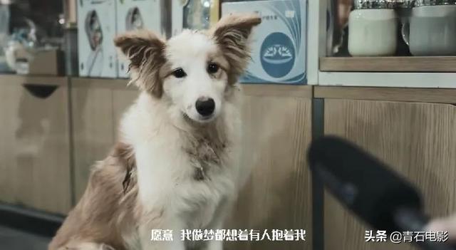 朱正廷养宠物综艺，朱正廷、张雨剑与流浪狗同居的节目