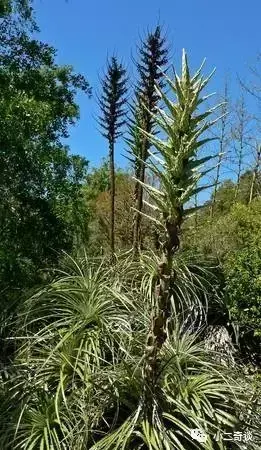 巨型猪笼草有毒吗，猪笼草有毒吗?有什么作用（世界极具恐怖的植物）