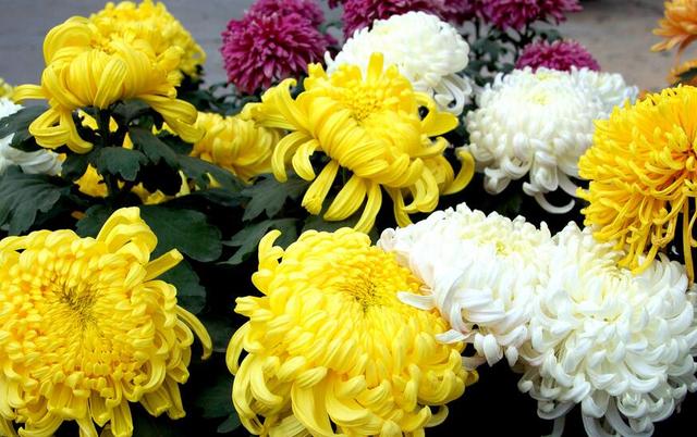 贡菊的功效与作用，黄山贡菊的功效与作用是什么（更有茶用价值<建议收藏>）