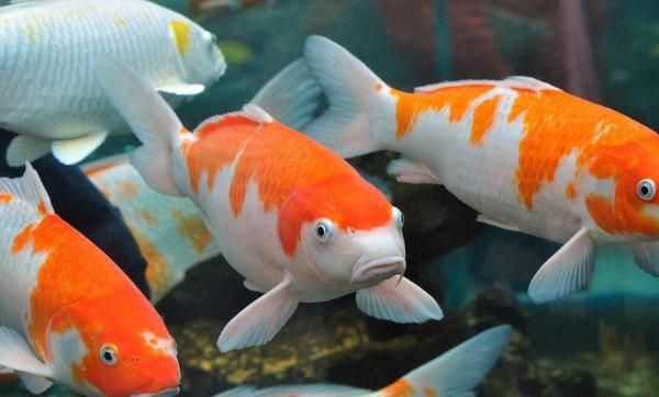 十大名贵观赏鱼，最漂亮的中型观赏鱼（地球上10大风水鱼）