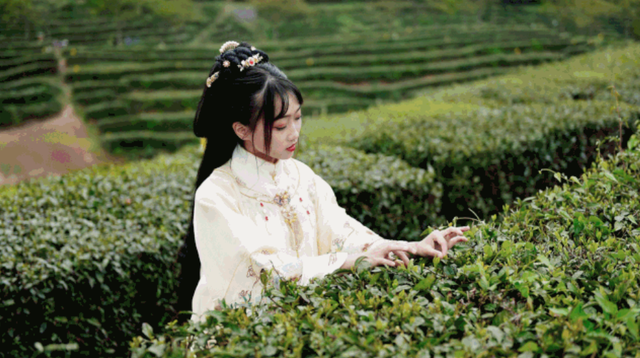 陈茶叶能喝吗，十年的陈茶叶能喝吗（长期陈放的茶叶）