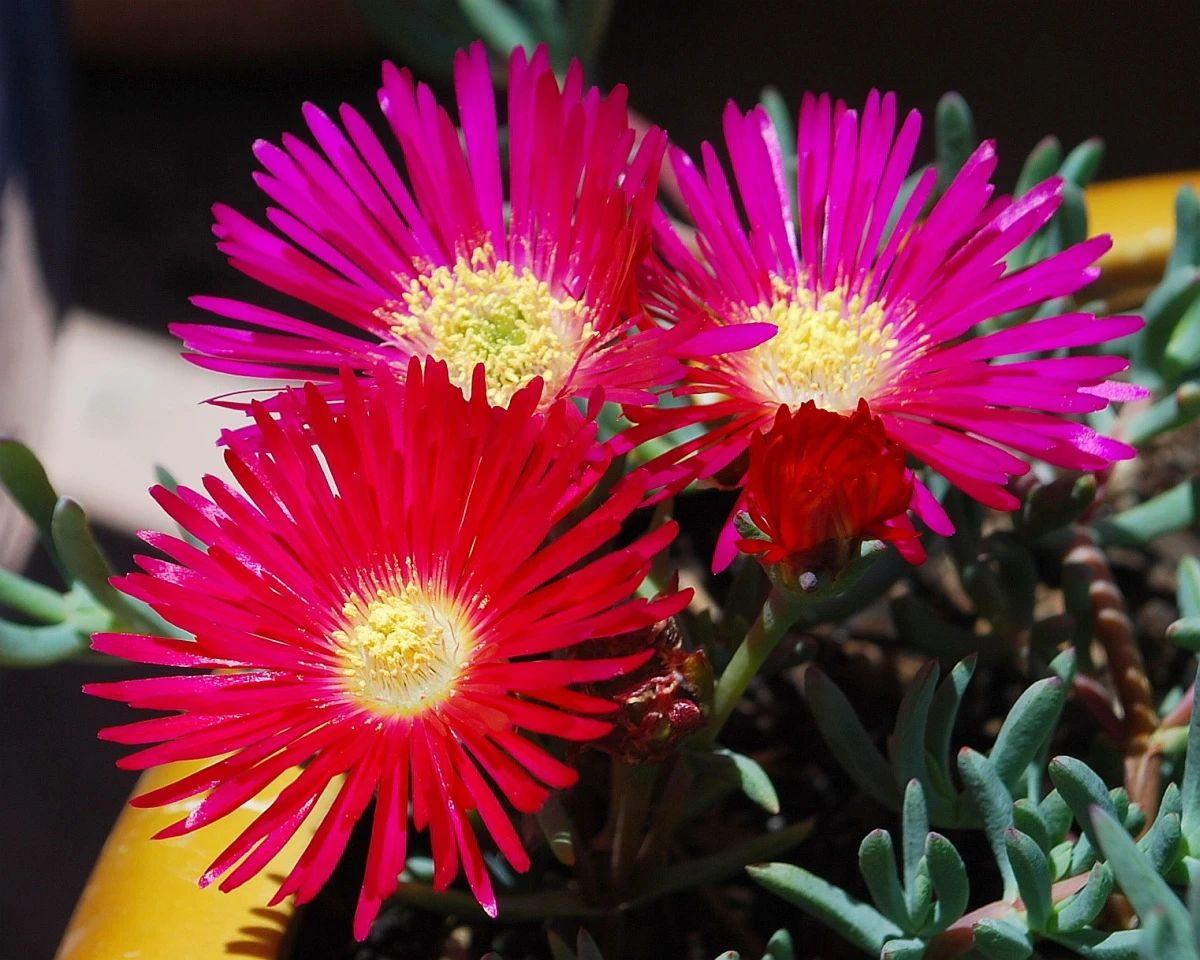 养护美丽日中花的时候,要注意保证环境通风,栽培的土壤要有良好的排水