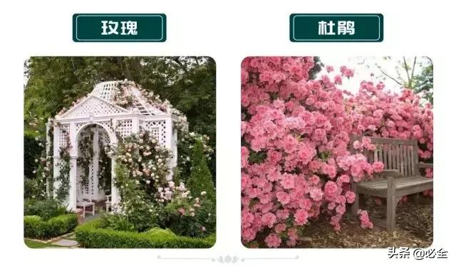 非洲茉莉，这些知识你是否具备（非洲茉莉花图片）