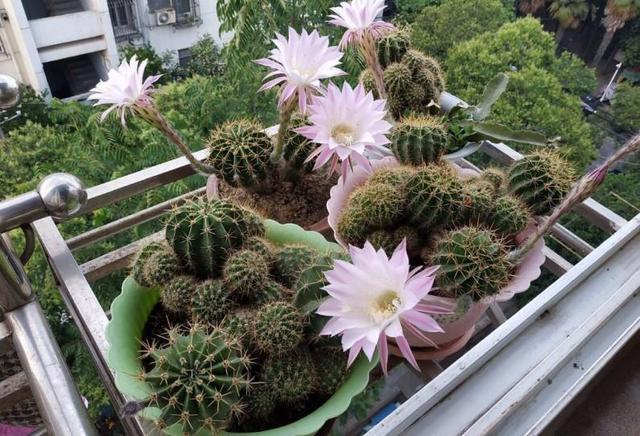 仙人球怎么移栽，仙人球怎样移栽移植和养护（掰个仙人球小侧芽）