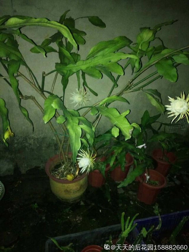 昙花的养殖方法，昙花怎么养护的方法（养护得好就能看到开放全过程）