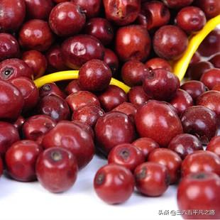 野生酸枣的功效与作用及食用，野生酸枣有什么用处（以前无人问津到如今抢着去采摘）