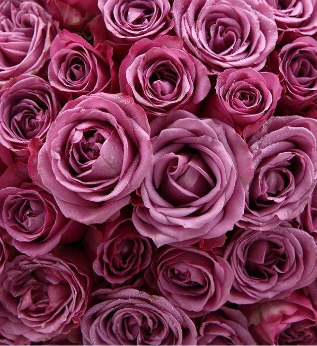 七夕节送花的经典祝福语，七夕节送花的经典祝福语图片（多款玫瑰花束为爱而来）