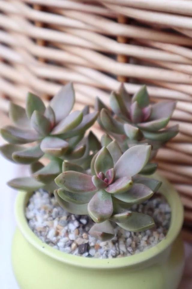 丸叶松绿怎么养，丸叶松绿的叶子可用来繁殖吗（养多肉，记名字，预防老年痴呆）