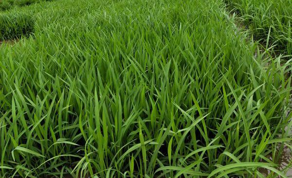 烦琐的意思，繁琐的意思是怎么解释（学汉字：“业精于勤荒于嬉）