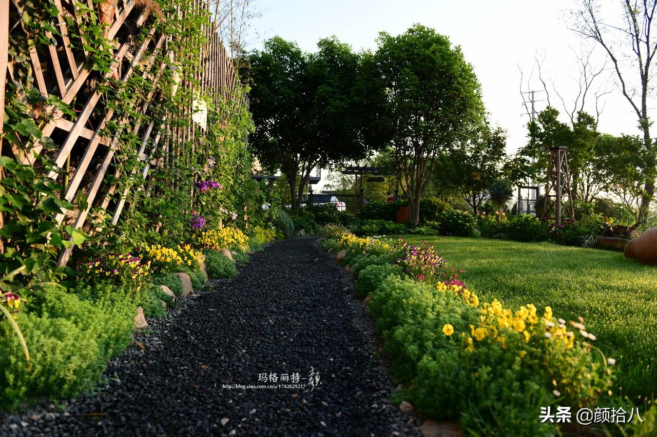 角堇一年开几次花，角堇一年生吗（一整面风车茉莉的花墙被拆掉了）
