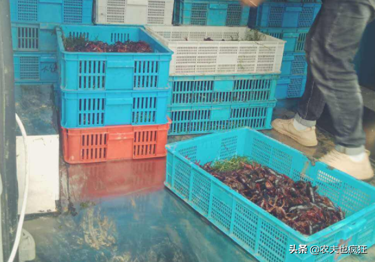 青虾和红虾的区别，青虾和红虾的区别是什么（买小龙虾时选青虾好）