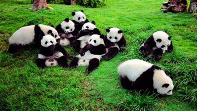 大熊猫的生活习性有哪些，国宝大熊猫的生活习性你知道吗
