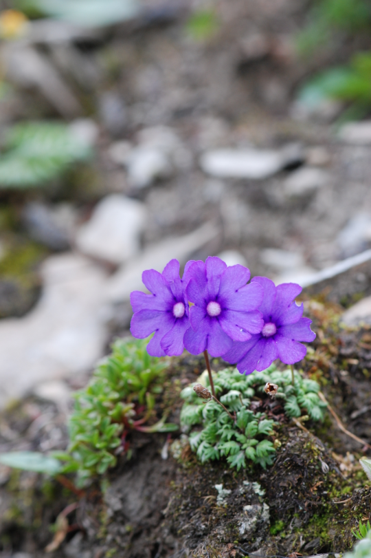 石蕊是什么，石蕊是什么意思（你有秋裤羽绒服）