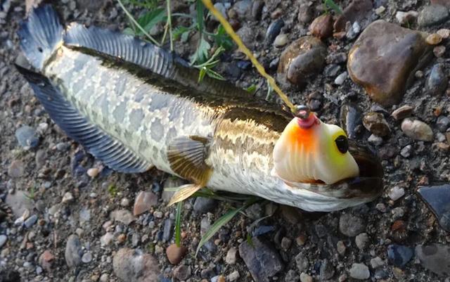 路亚能钓什么鱼，路亚竿能钓什么鱼（国内路亚的八种主要目标鱼及其分布）