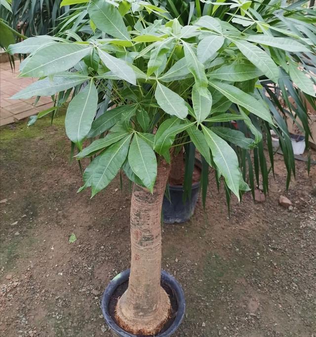 发财树种植技巧，掌握好4个养护关键点