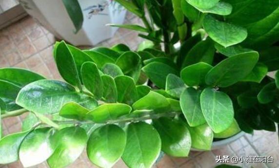 金钱树的养殖方法和注意事项，金钱树的养殖方法和注意事项是什么（记住4个小方面）