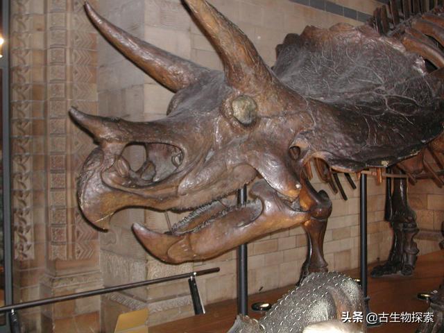 三角龙的简单介绍，三角龙的这些冷知识