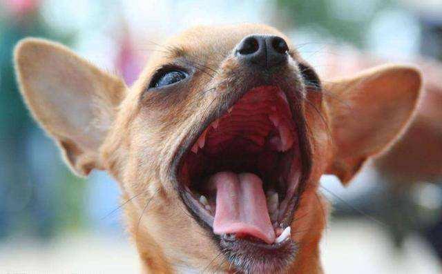 吉娃娃性格特点介绍，吉娃娃的性格特点（我想是因为它的这6个优点吧）