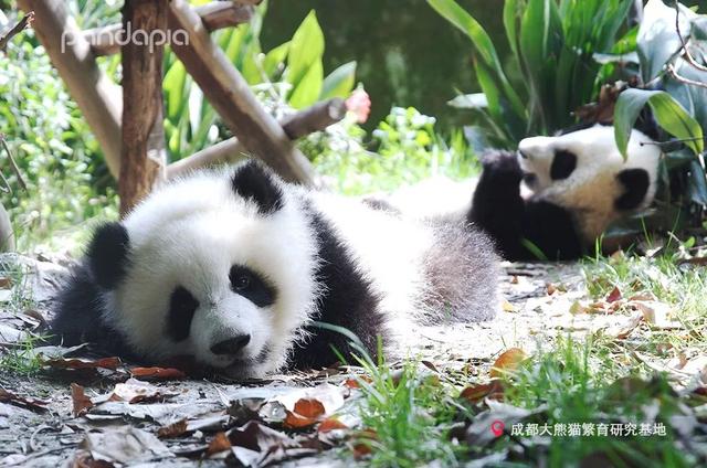 大熊猫战斗力如何，熊猫在动物中战斗力排名（教你快速判断一只熊猫的战斗力）